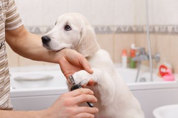 Puppy Familiarisation