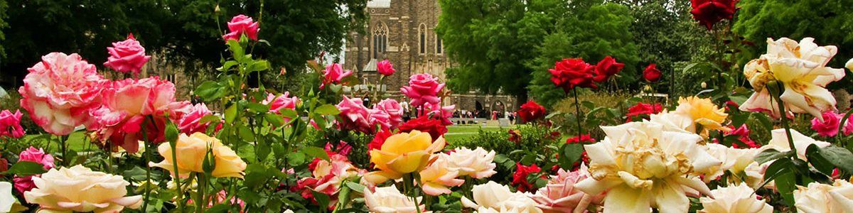 durham roses