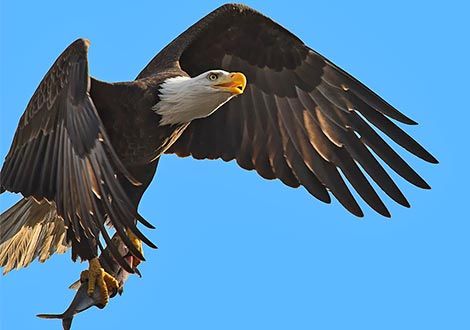 Eagle Image
