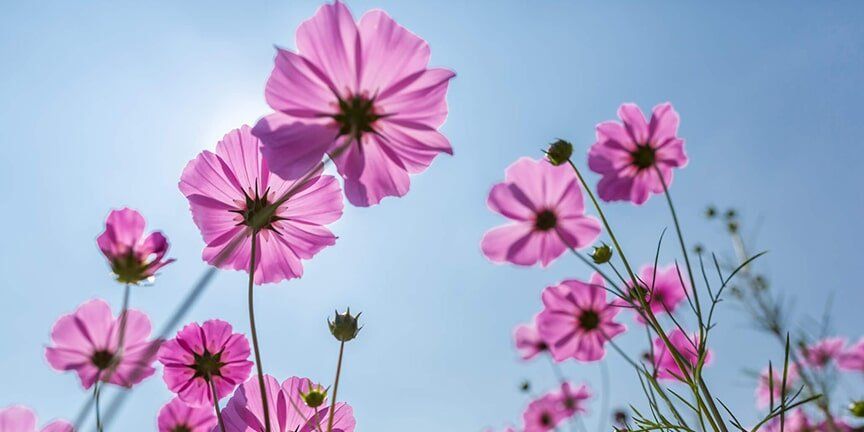 Violet Cosmos - Lawn Care in Des Moines, IA Violet Cosmos - Lawn Care in Des Moines, IA
