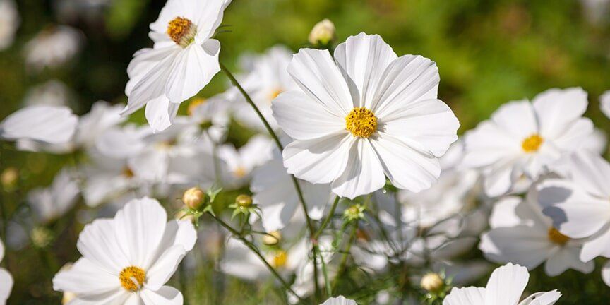 White Cosmos - Lawn Care in Des Moines, IA White Cosmos - Lawn Care in Des Moines, IA