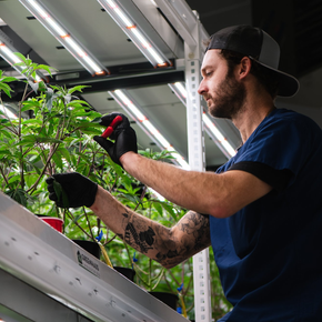 Gardener pruning a leafy plant under grow lights in an indoor greenhouse
