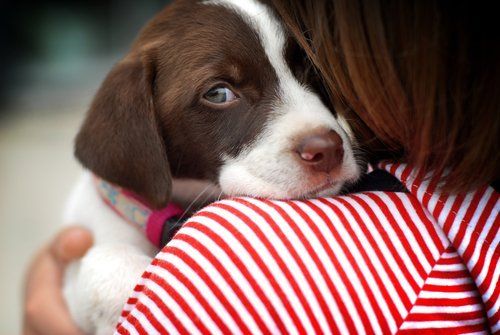cucciolo di cane