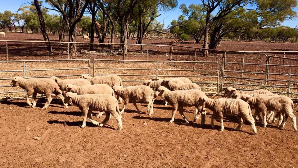 LAMBS