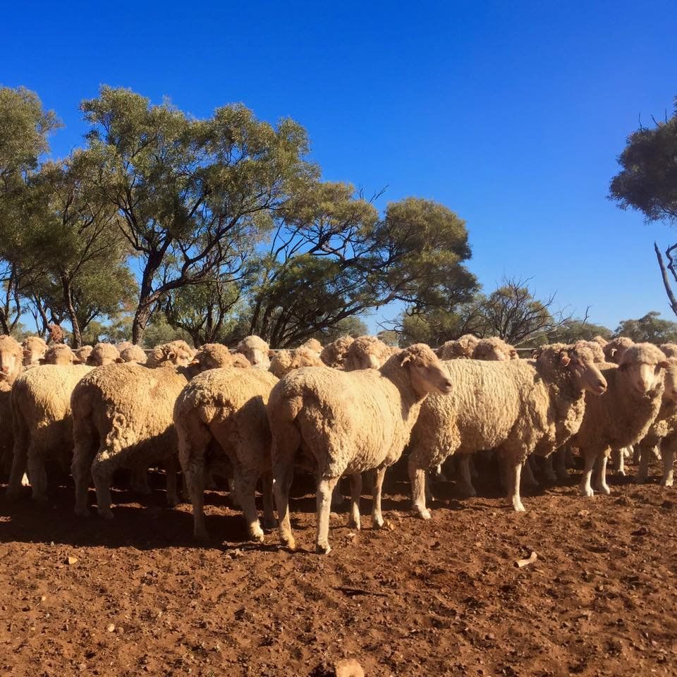 LAMBS