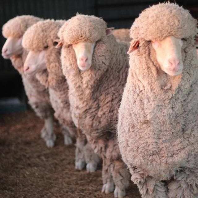 LAMBS