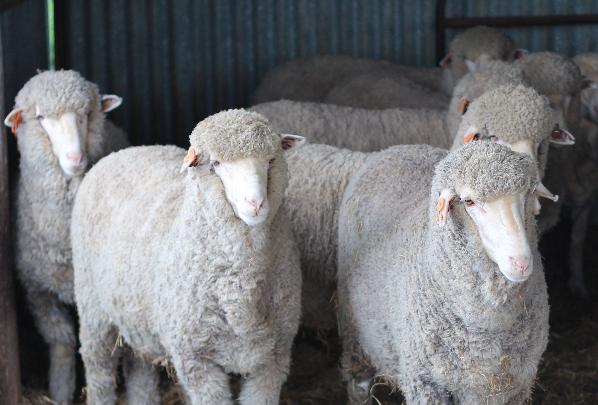 Rams