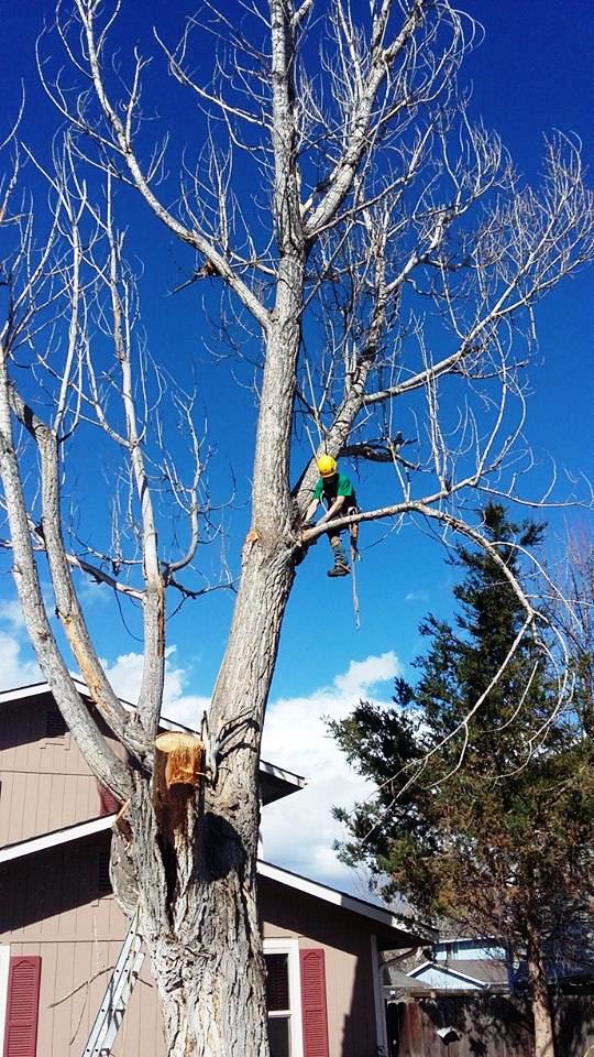 Person in safety gear climbing a leafless tree beside a house under a clear blue sky