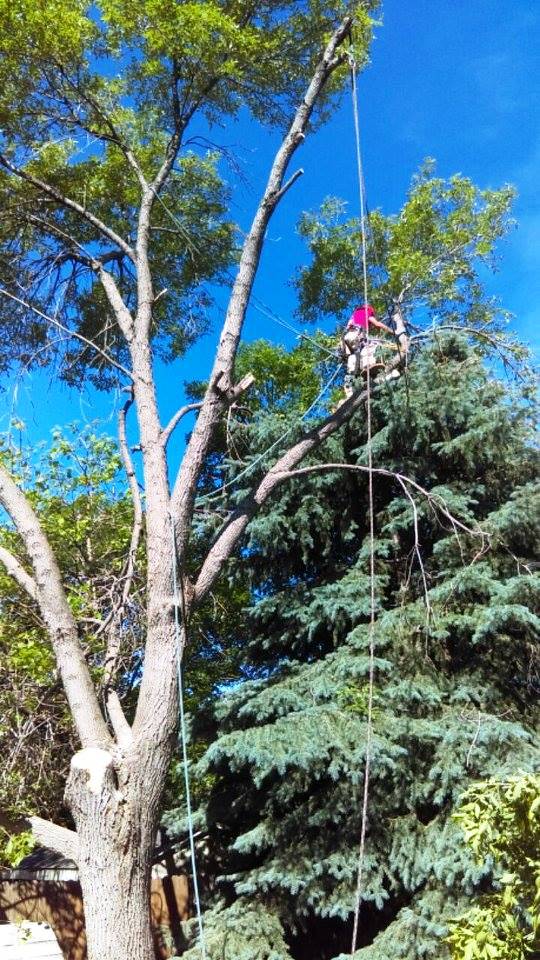 Tall tree and evergreen under a bright blue sky, with a person in pink sitting high on a branch.
