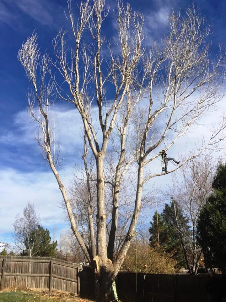 Tall leafless tree in a backyard against a blue sky, with a wooden fence and evergreens nearby.