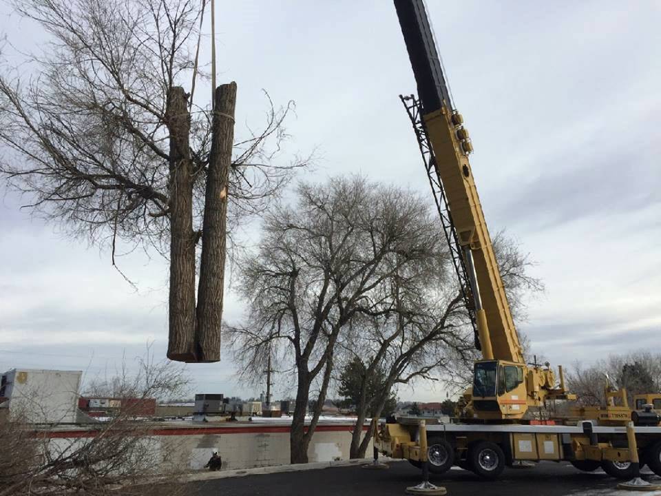 Crane lifts a large tree trunk beside a road under an overcast sky.