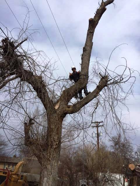 Worker trimming a large leafless tree with a chainsaw near a utility pole on an overcast day