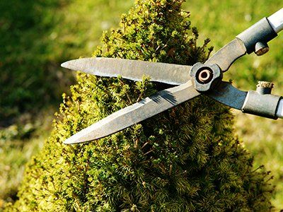 Tree Shrub and clipping  — Trees in CO
