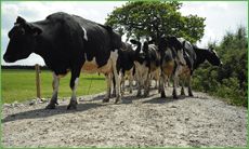 her of cows