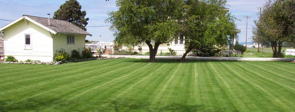 yard maintenance for hydroseeding