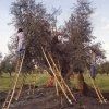 Raccolta di olive