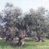 Piante di ulivo Piante di ulivo
