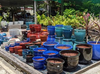 Garden tools and potted plant— Nursery in Northern Rivers, NSW Garden tools and potted plant— Nursery in Northern Rivers, NSW