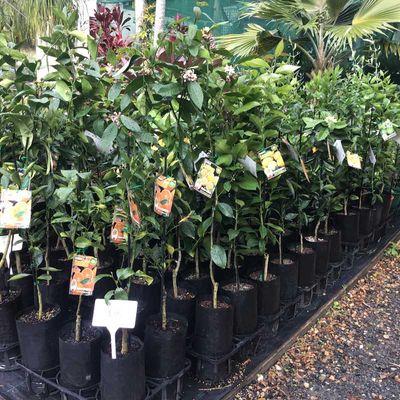Tagged group of plants — Fruit Trees in Northern Rivers, NSW Tagged group of plants — Fruit Trees in Northern Rivers, NSW