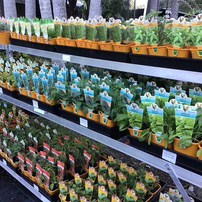 Small plants for sale — Fruit Trees in Northern Rivers, NSW Small plants for sale — Fruit Trees in Northern Rivers, NSW
