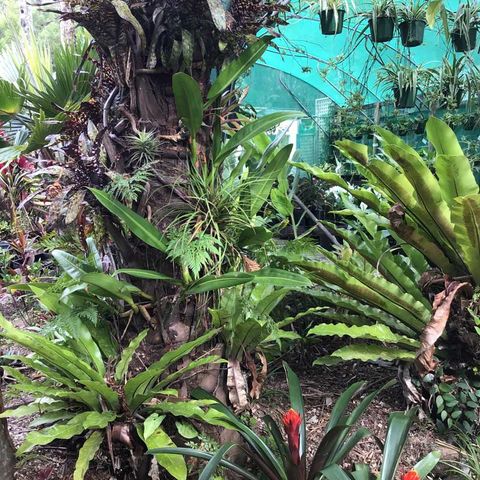 Plants in the garden— Nursery in Northern Rivers, NSW Plants in the garden— Nursery in Northern Rivers, NSW