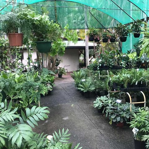 Plants inside a greenhouse — Nursery in Northern Rivers, NSW Plants inside a greenhouse — Nursery in Northern Rivers, NSW