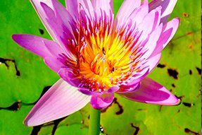 Blossomed flower in water lily — Nursery in Northern Rivers, NSW Blossomed flower in water lily — Nursery in Northern Rivers, NSW