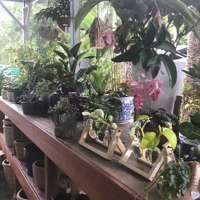 Table for plants and garden tools — Grow Indoor Plants in Northern Rivers, NSW Table for plants and garden tools — Grow Indoor Plants in Northern Rivers, NSW