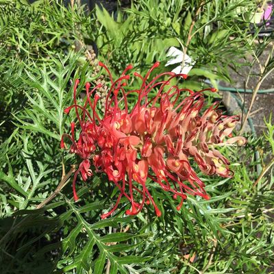 Red flower in bushes — Native Plants in Northern Rivers, NSW Red flower in bushes — Native Plants in Northern Rivers, NSW