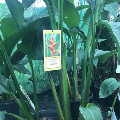 Plant with tag — Ornamental Plants in Northern Rivers, NSW Plant with tag — Ornamental Plants in Northern Rivers, NSW
