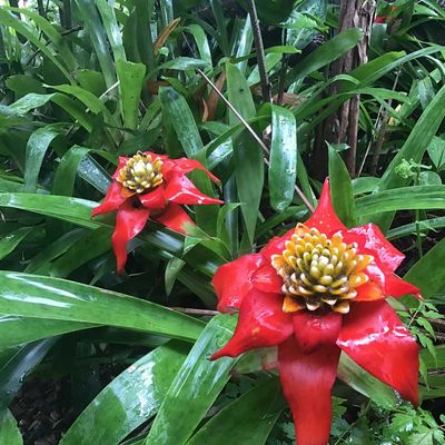 Blooming red flowers — Ornamental Plants in Northern Rivers, NSW Blooming red flowers — Ornamental Plants in Northern Rivers, NSW