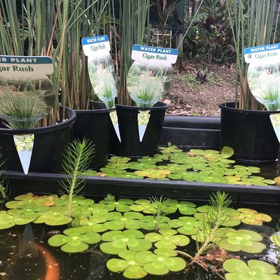 Water plant cigar rush — Water Plants in Northern Rivers, NSW Water plant cigar rush — Water Plants in Northern Rivers, NSW