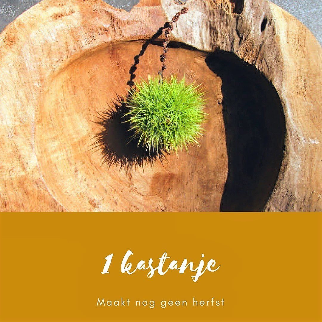 A single chestnut hanging above a wooden bowl. Text reads: “1 kastanje, Maakt nog geen herfst” (1 chestnut, Doesn't make a fall).