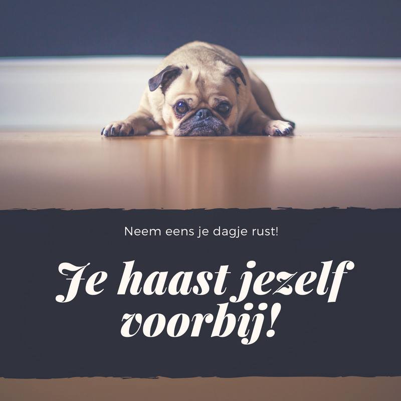 Een mopshond die op een houten vloer ligt met de tekst: