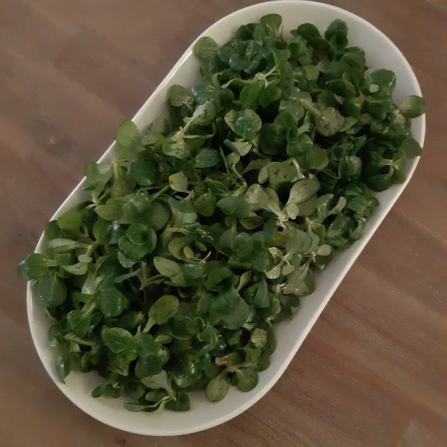 Een ovale witte kom gevuld met verse, groene veldsla op een houten tafel.
