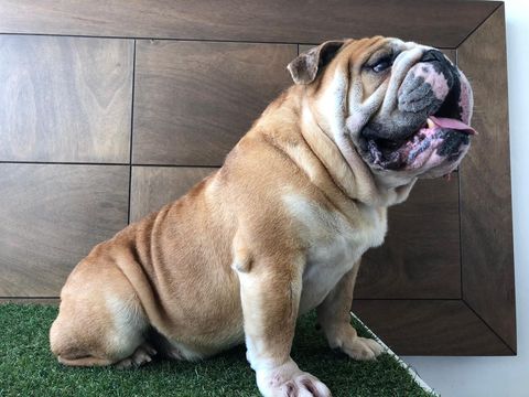 bulldog  ingles en chiapas