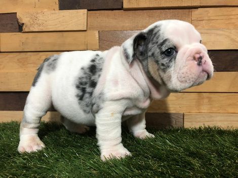 bulldog ingles en Merida