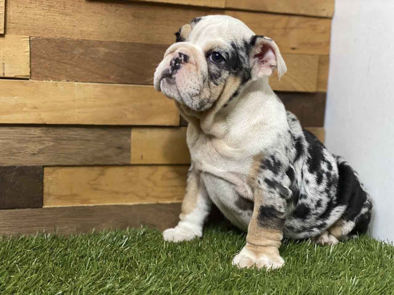 cachorros bulldog ingles en venta
