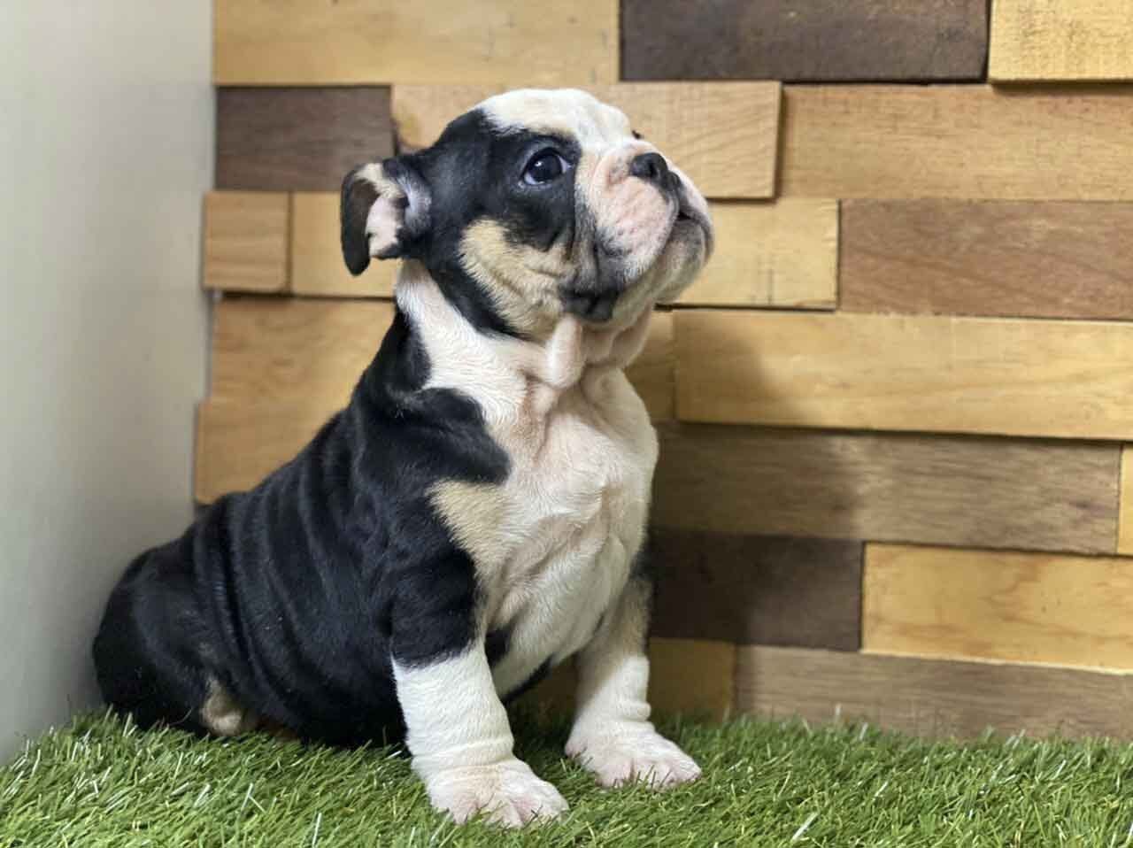cachorros bulldog ingles en venta