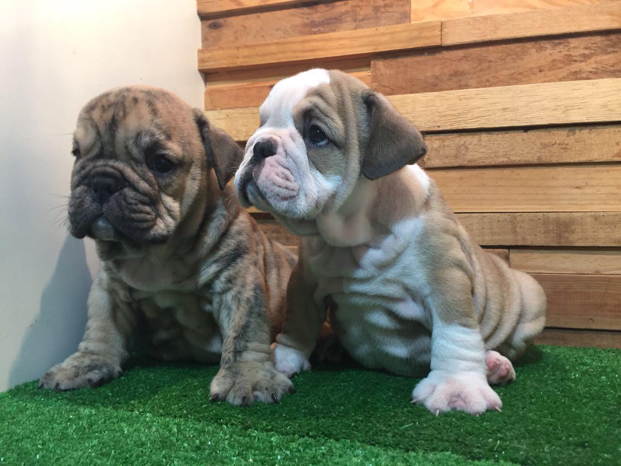 cachorro bulldog ingles