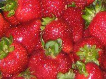 A bunch of red strawberries with green stems