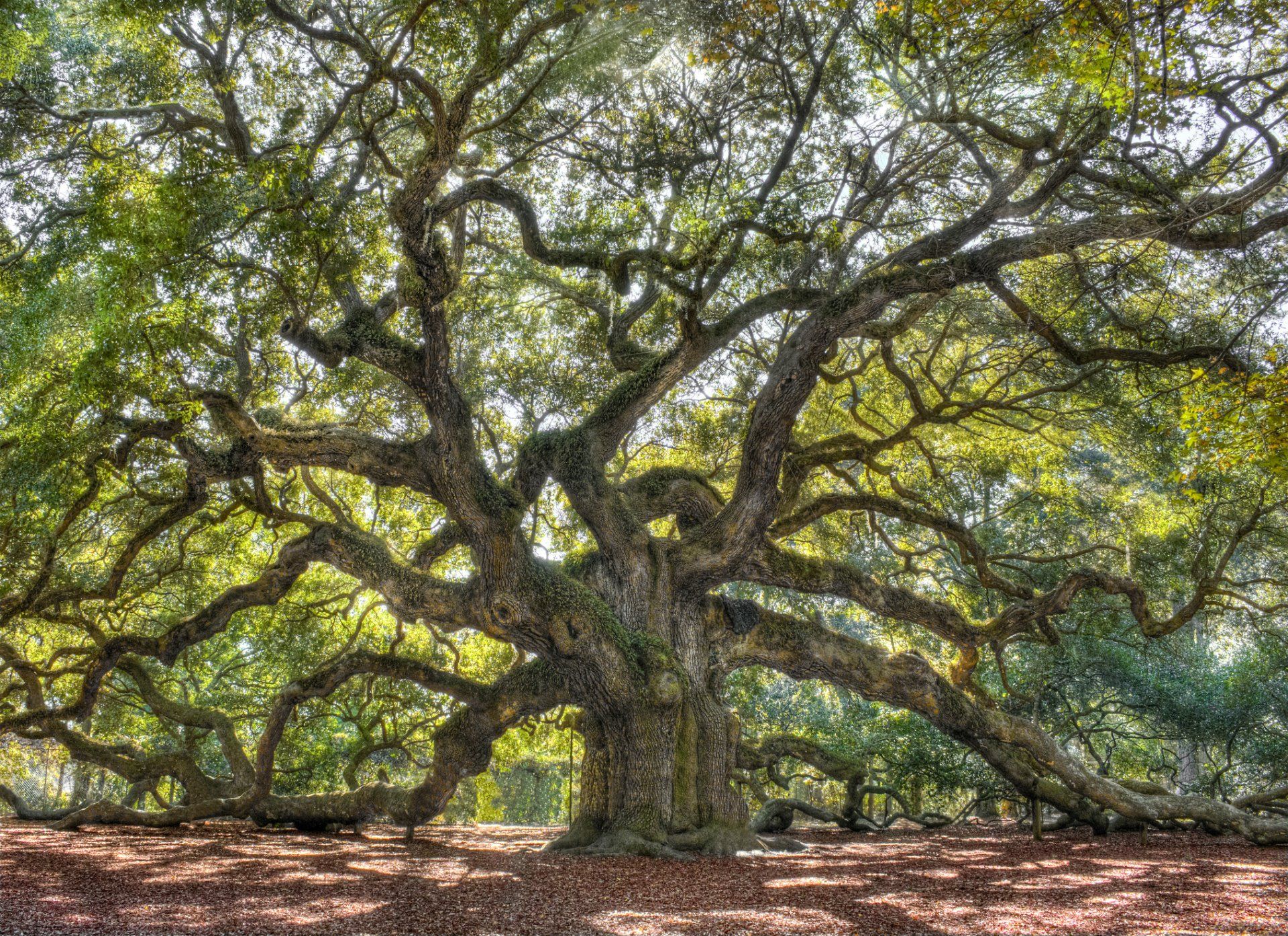 Oak Tree