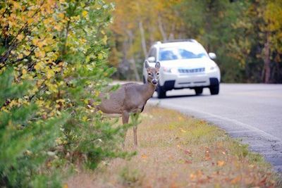 Deer on The Edge of The Road Just Before Vehicle — Dearborn, MI — Rusko’s Service Center