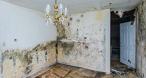 damp removal