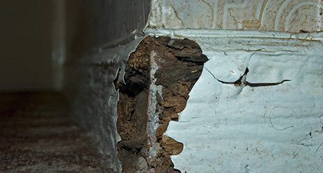 dry rot