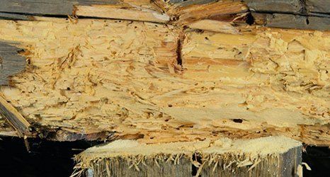 Woodworms