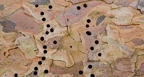 woodworm treatments