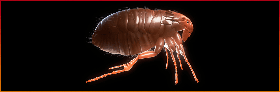 Sanitisation - Croydon - Universal Heat Solutions - Pest control Pest control