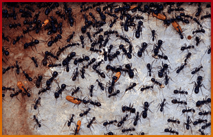 Drying - Edgware - Universal Heat Solutions - Pest Pest