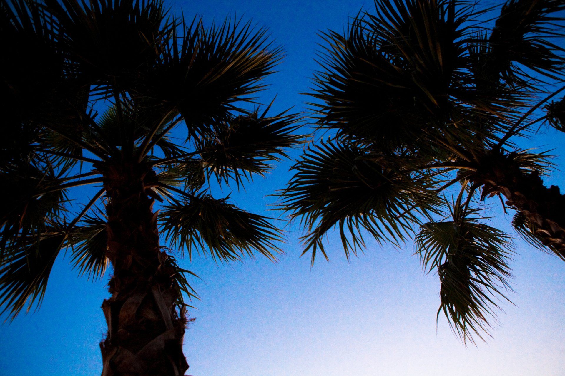palm trees